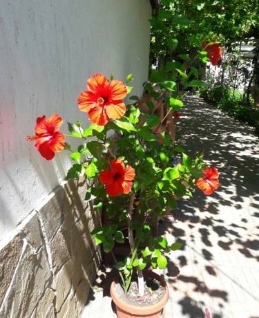 Гостиница U Leyli Рыбачье-24