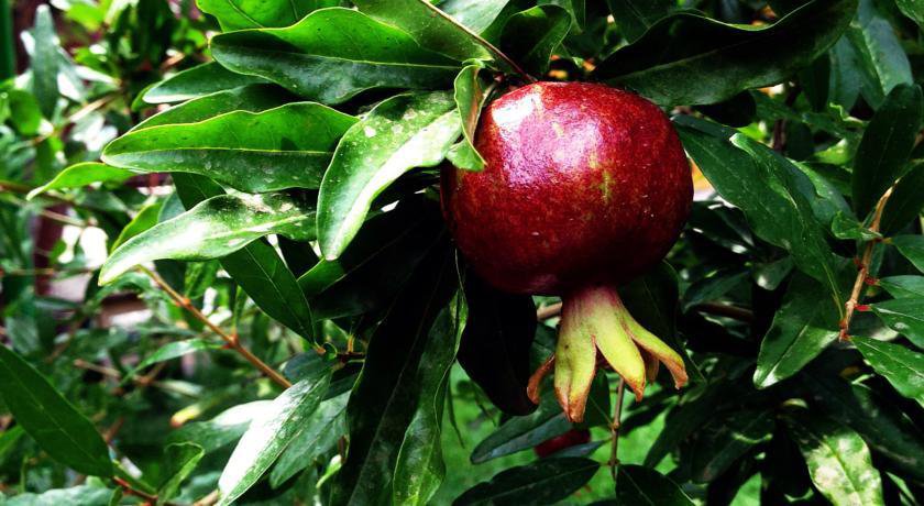 Гостиница U Leyli Рыбачье-32